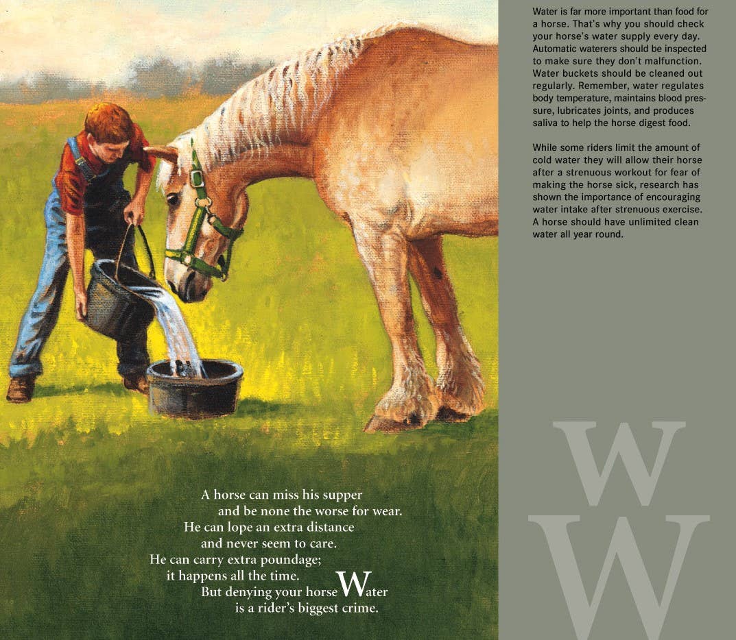 H is for Horse | An Equestrian Alphabet Picture Book